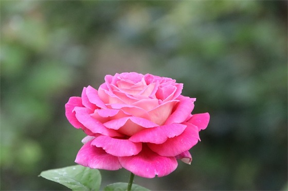 祖国生日寄语 【祖国生日寄语100字】