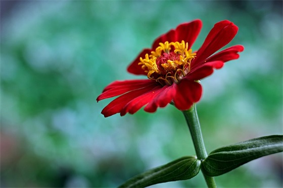 与世无争看淡一切的网名【55个精选】