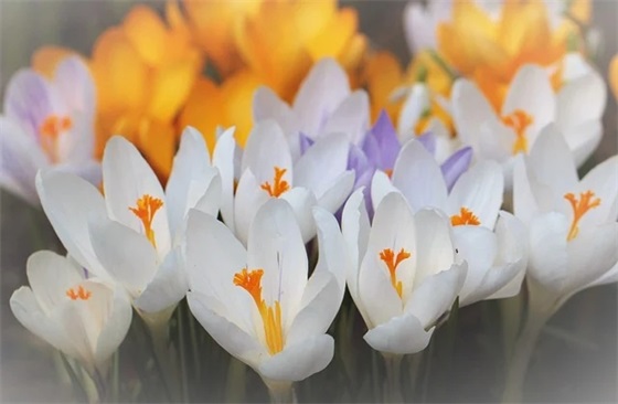 彼岸花的网名优选60句