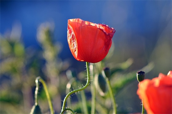 我的世界游戏名字女生带符号（又怂又可爱的我的世界游戏名字女生）