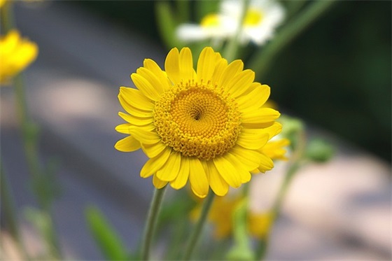 梦幻手游受欢迎的名字游戏昵称（冷酷霸气梦幻手游受欢迎的名字）