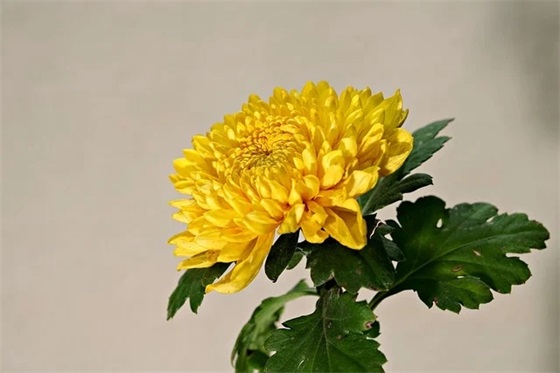 代表心情的深奥的句子