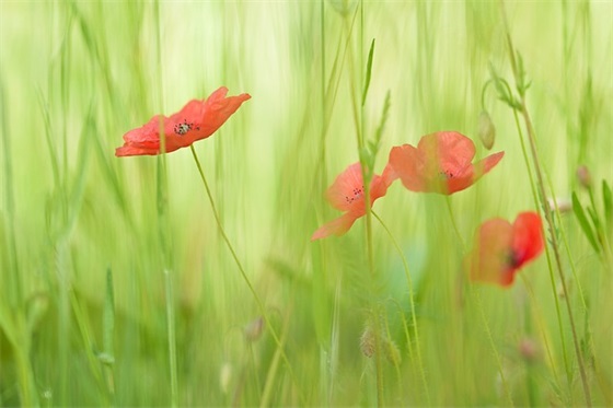 描写桂花的优美句子 描写桂花的优美句子50字 描写桂花的优美句子 描写桂花的优美句子50字