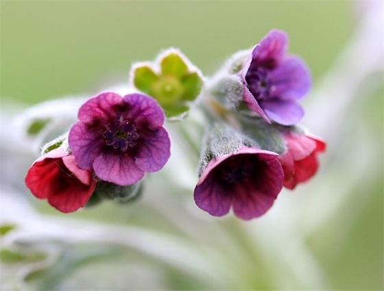 柳条像什么比喻句