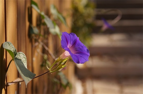 将进酒 李白赏析