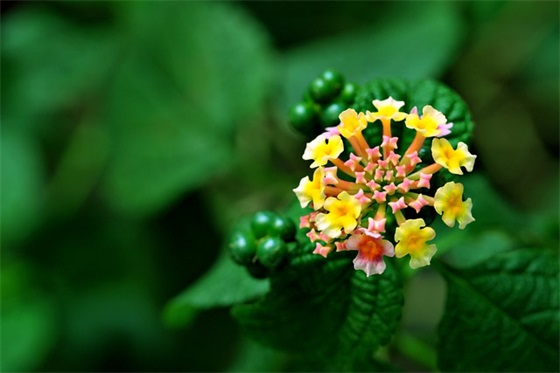 雷锋日记的主要内容