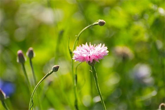 大三续贷声明200字范文（精选5篇）