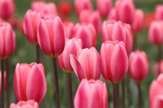 鹿和狼的故事教案