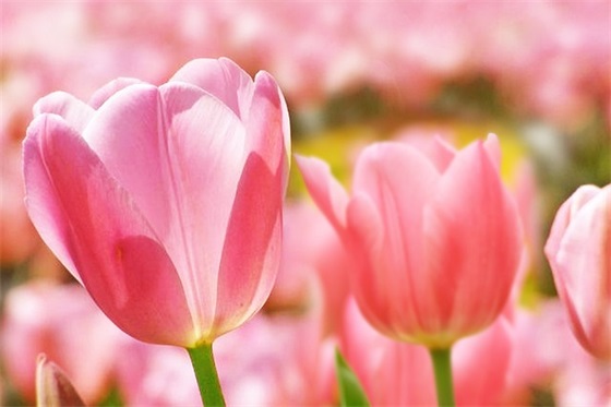 有关父亲的文章