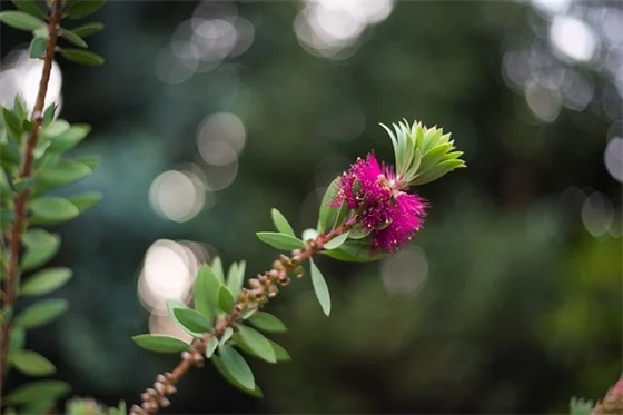 单身证明模板（通用11篇）