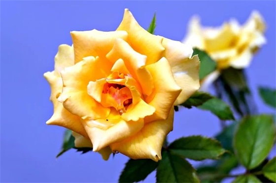 宿舍寄语一句话 【宿舍寄语一段话】