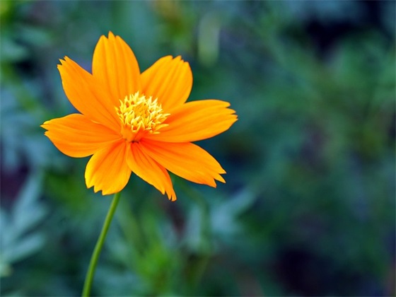 班主任学生寄语-56句