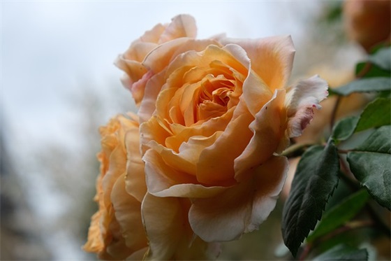 带中秋的两个字网名