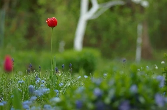 起个带马字的网名
