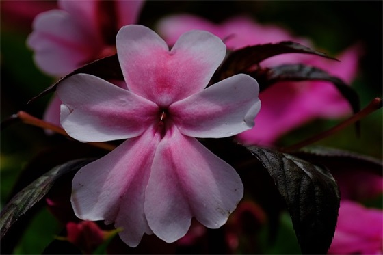 带册字暴走的的网名昵称