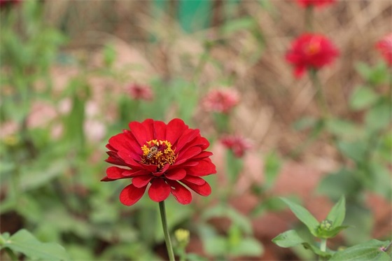 带常的网名淡雅的