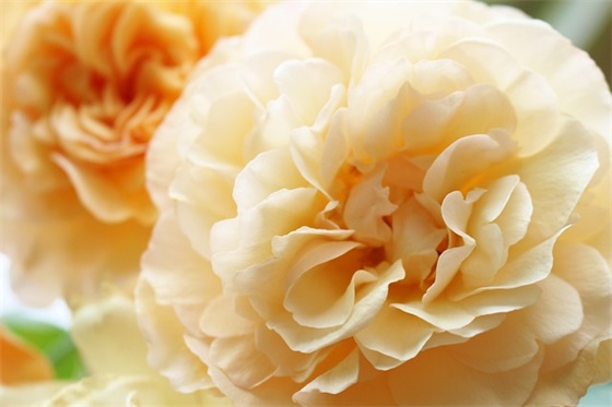 有牛字的可爱网名