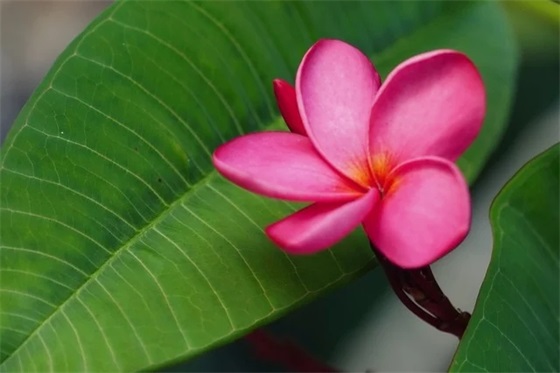 个性怀旧网名大全