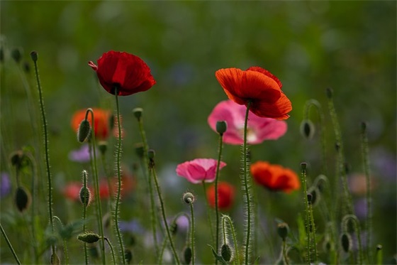 带鑫字qq网名大全