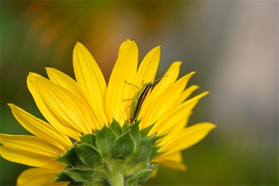 关于小可爱五个字网名