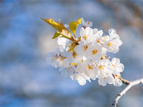 带子字的网名简单气质