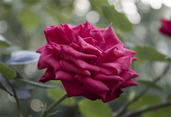 搞笑可爱简单网名男生英文