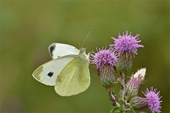 男生qq冷酷网名