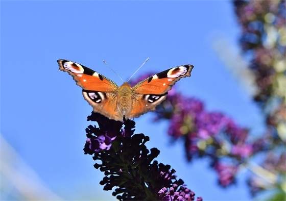 4字古风网名带霜