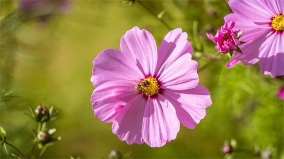 简单男生带鹿网名