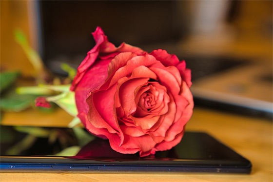 鹿晗标志qq网名