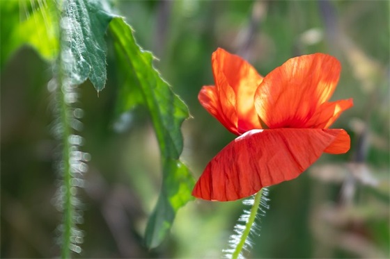 网名可爱萌两个字