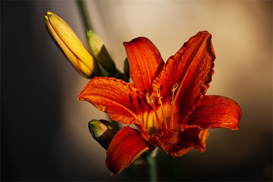 个性网名带朵朵的