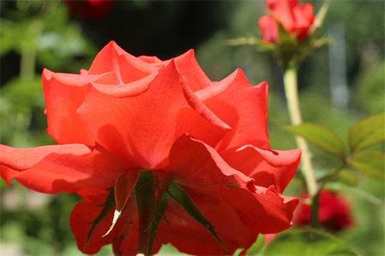 qq烟酒网名下载