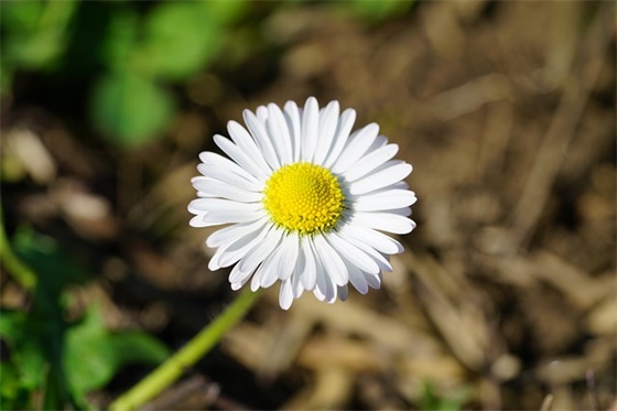 带文字的网名可爱的