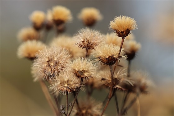 qq网名花花公子