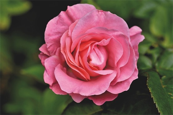 带星字个性的网名