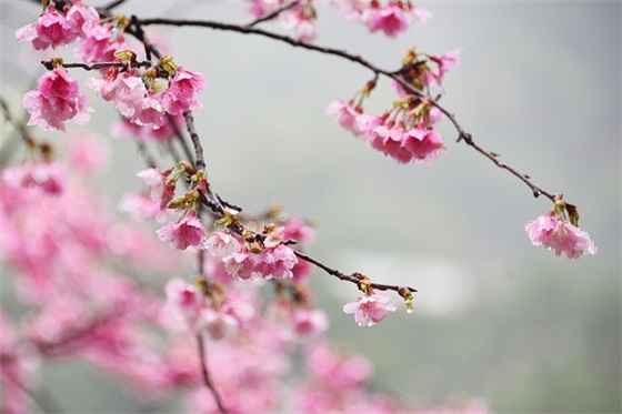 古风写红衣的网名