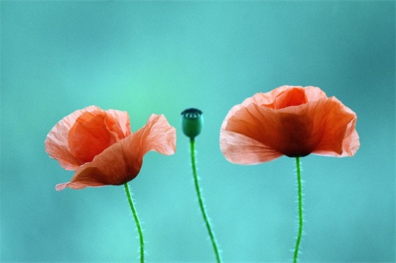 贞字的个性网名