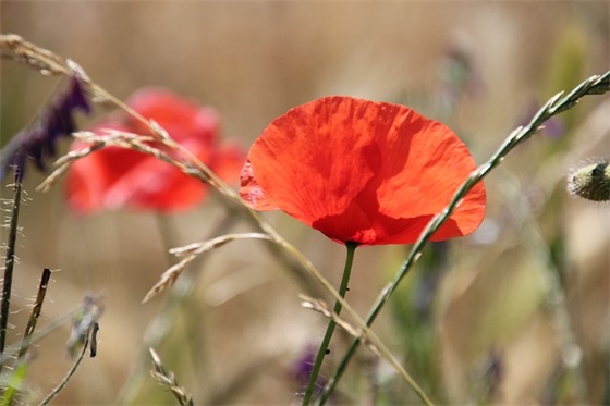 古风网名带有明月两字