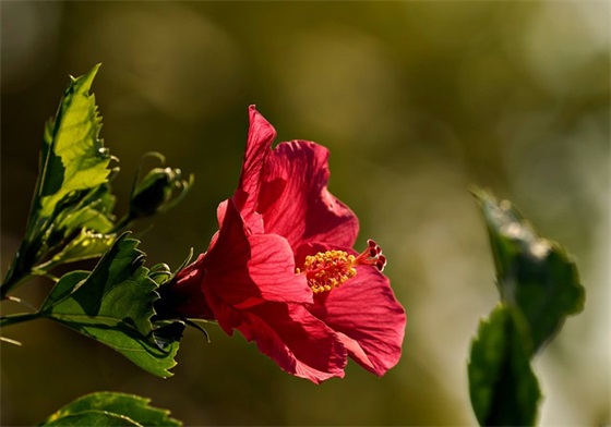 关于汪苏泷qq网名
