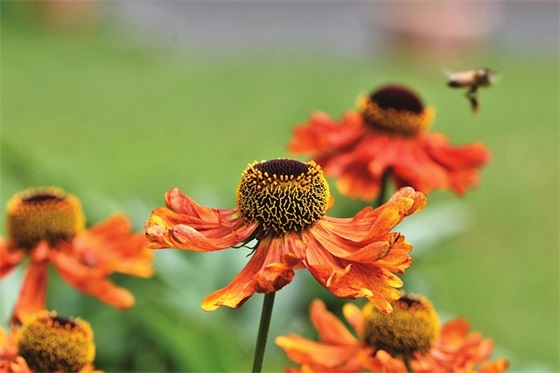 头像晶字个性网名