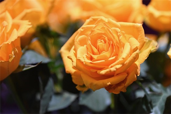 带有柠檬的网名可爱