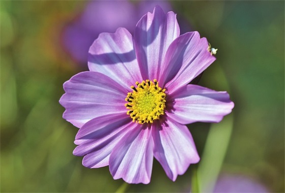 冬天简单的网名