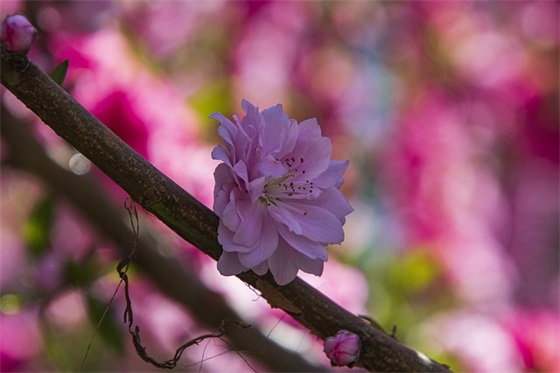 放空自己静下来的句子集合(48条)