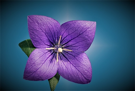 悼念逝者安息的短句子 悼念逝者安息的短句子