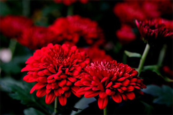 形容家庭和谐幸福的温馨句子集合四十句