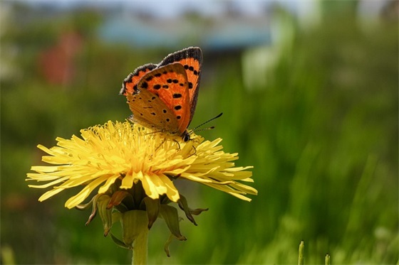 小学生祝福语一句话49句 小学生祝福语一句话49句