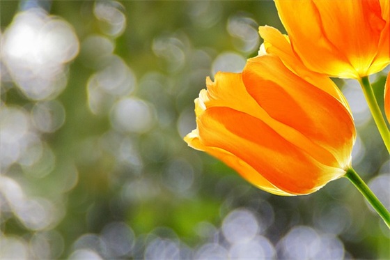 祝福父母金婚祝福语37句 祝福父母金婚祝福语37句