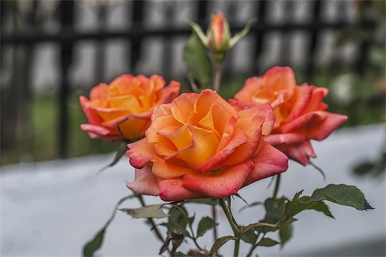 2026最新的万圣节祝福文案 2026最新的万圣节祝福文案