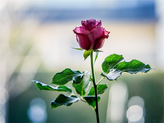 女人的幸福很简单句子精选38条 女人的幸福很简单句子精选38条